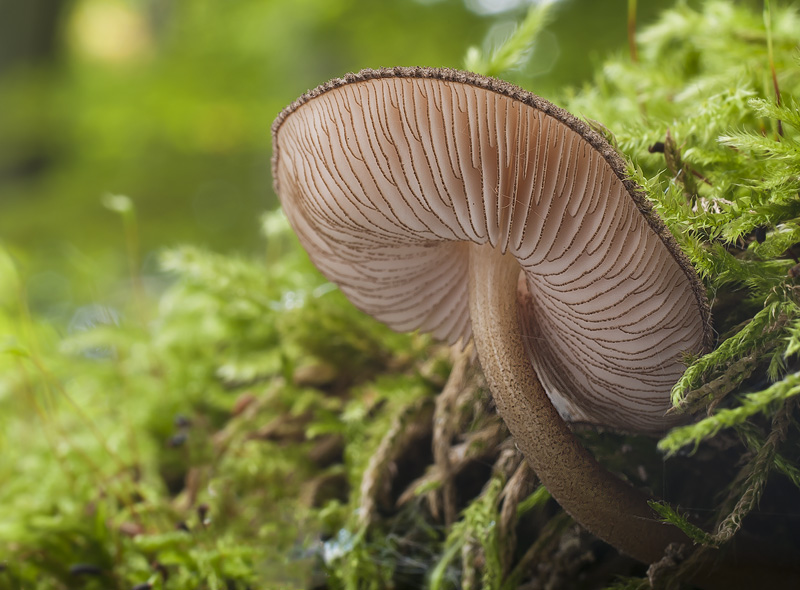 Pluteus umbrosus